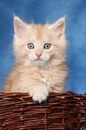 Maine Coon kitten in basket