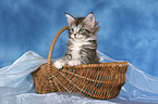 Maine Coon kitten in basket