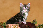 sitting Maine Coon