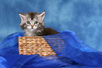 Maine Coon kitten in basket