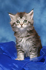 sitting Maine Coon kitten