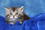 lying Maine Coon kitten