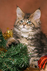 Maine Coon kitten at christmas