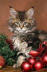 cute Maine Coon kitten at christmas