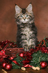 Maine Coon kitten at christmas