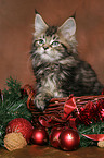 Maine Coon kitten at christmas