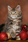 Maine Coon kitten at christmas