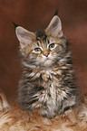 sitting Maine Coon kitten