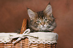 Maine Coon kitten in basket