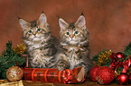 Maine Coons kitten at christmas