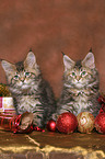 Maine Coons kitten at christmas