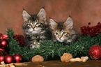 Maine Coons kitten at christmas