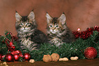 Maine Coons kitten at christmas