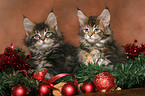 Maine Coons kitten at christmas