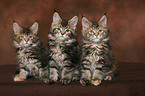 Maine Coons