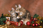 2 Maine Coons at christmas