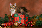 young Maine Coon at christmas