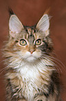 young Maine Coon Portrait