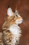 young Maine Coon Portrait