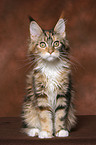 sitting young Maine Coon