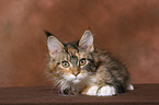 lying young Maine Coon