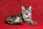 yawning young maine coon