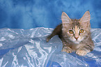 lying Maine Coon kitten