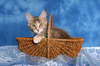 maine coon kitten in basket