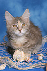 lying Maine Coon kitten