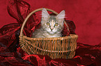 maine coon kitten in basket