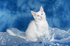 sitting Maine Coon kitten