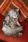 Maine Coon