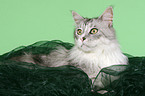 Maine Coon tomcat Portrait