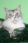 Maine Coon tomcat Portrait