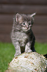 Maine Coon kitten