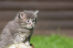 Maine Coon kitten