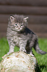 Maine Coon kitten