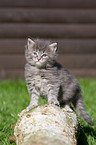 Maine Coon kitten