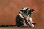 playing Maine Coon Kitten