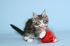 playing Maine Coon Kitten