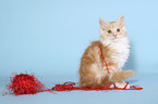 playing Maine Coon Kitten