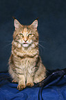 sitting female Maine Coon