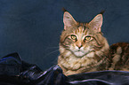 female Maine Coon portrait