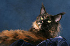 female Maine Coon portrait