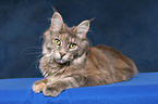 lying female Maine Coon