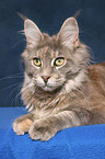 lying female Maine Coon