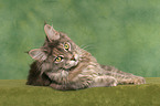 lying female Maine Coon