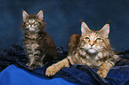 Maine Coon with kitten