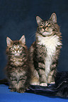 Maine Coon with kitten