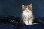 sitting Maine Coon Kitten